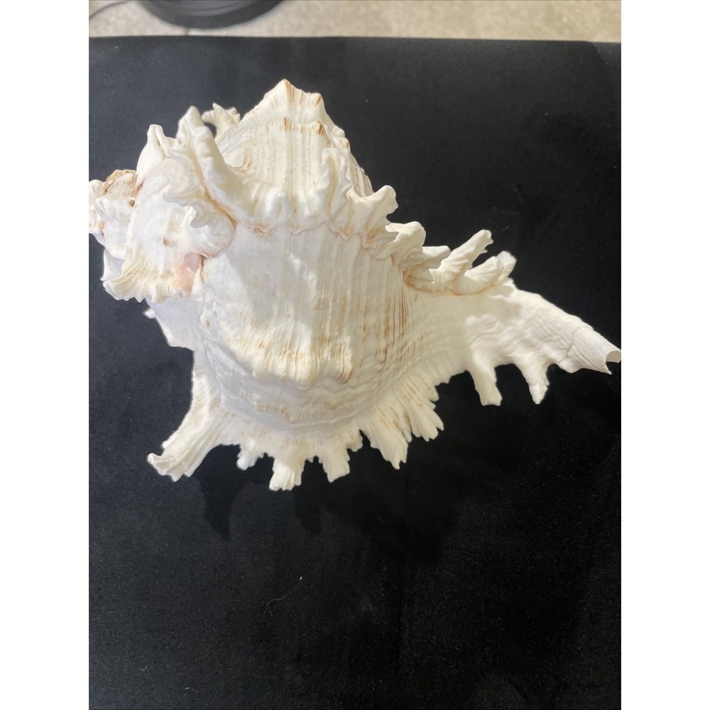 Large White Murex Ramosus Natural Conch Seashell Rare Real Aquarium 8" Long